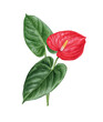 Watercolor red anthurium flower with leaves. Tropical floral hand-painted composition