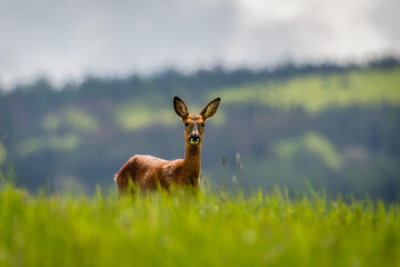 Wall Mural - Deer in the forest. Deer in the field in the morning - (Capreolus capreolus)