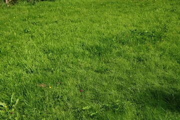 Sticker - Green grass field. Juicy grass close up photo. Green abstract background with copy space. 