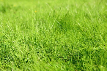 Sticker - Green grass field. Juicy grass close up photo. Green abstract background with copy space. 