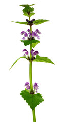 Wall Mural - Lamium purpureum. Wild purple spring flowers, isolated. Floristic decor. Wedding, holiday.