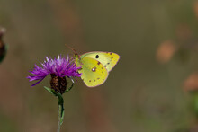 Yellow Butterfly On A Purple Flower