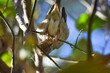 female common house sparrow on tree wildlife animal bird watching outdoors street photography