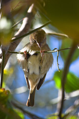 Wall Mural - female common house sparrow on tree wildlife animal bird watching outdoors street photography