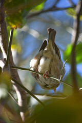 Wall Mural - female common house sparrow on tree wildlife animal bird watching outdoors street photography