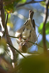 Wall Mural - female common house sparrow on tree wildlife animal bird watching outdoors street photography