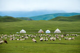 Fototapeta  - The flock of sheep and mongolia yurts on the summer meadows  in Nalati scenic spot, Xinjiang Uygur Autonomous Region, China.