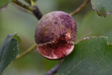 Poster - The taste of autumn, the fruit of ripe figs. Moraceae deciduous tree.