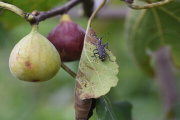 Canvas Print - The taste of autumn, the fruit of ripe figs. Moraceae deciduous tree.