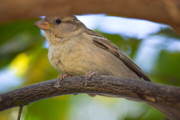 Wall Mural - female common house sparrow on tree wildlife animal bird watching outdoors street photography