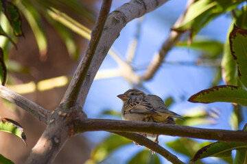 Wall Mural - female common house sparrow on tree wildlife animal bird watching outdoors street photography