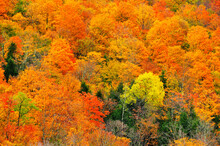 Beautiful Fall Orange Trees On Vermont Mountainside