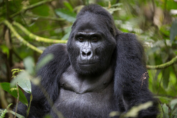 adult mountain gorilla in it natural african habitat