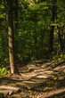 Wooden stairs for walk in forest. Gauja National park near Sigulda in Latvia. Beautiful nature.
