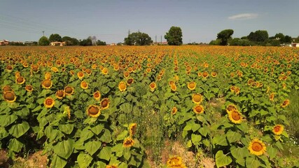 Canvas Print - Amazing aerial view of beautiful sunflowers in summertime