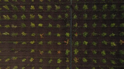 Aufkleber - Top view of rows of trees in a tree nursery in autumn