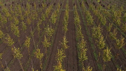 Aufkleber - Top view of rows of trees in a tree nursery in autumn