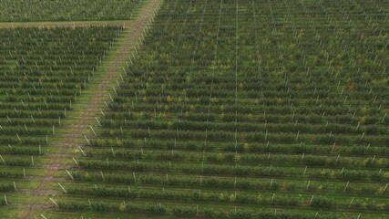 Poster - Aerial view of the apple orchard