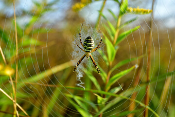 The picture shows a close-up of a striped wasp spider sitting on a cobweb entwined on green grass.