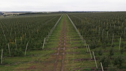 Poster - The camera moves past the rows of trees in the apple orchard