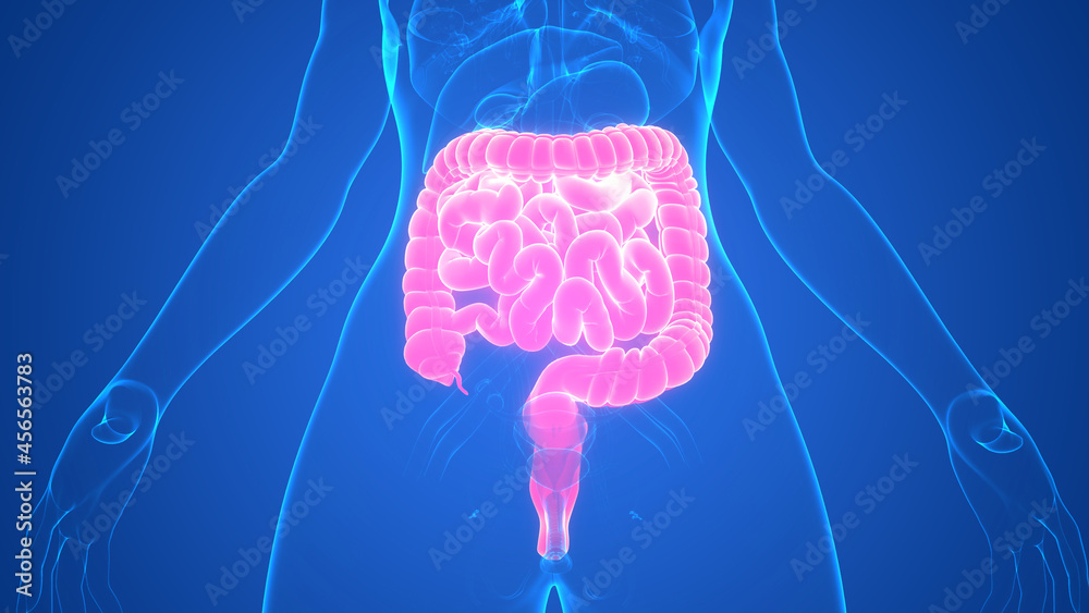 Human Digestive System Large and Small Intestine Anatomy Stock ...