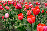 Fototapeta Kwiaty - red tulips in the garden