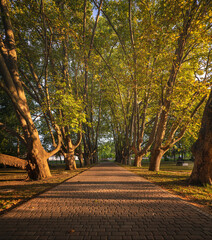 Wall Mural - Pathway in the city with nice trees