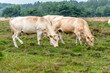 two white cow grazes on the grass on the Gorsselse heide