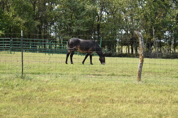 Wall Mural - Horse