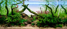 Freshwater Planted Aquarium (aquascape) With Live Plants And Diamond Tetra Fish. Frodo Stones And Redmoor Roots Inside. Plants: Trident, Anubias, Fissidens And Java Moss, Ludwigia Super Red Mini.