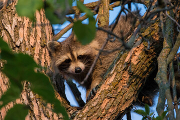 Wall Mural -  raccoon (Procyon lotor) in the morning light