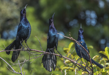 Poster - Closeup shot of Grackles perched on a tree branch