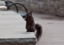 A Melanistic Red Or Brown Squirrel, Possibly A Fox Squirrel Sitting On Its Hind Legs With A Look Of Surprise On Its Face And Looking At The Camera On A Stone Park Bench