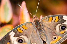Selective Focus Shot Of A Tropical Buckeye Butterfly Standing On A Flower In A Garden