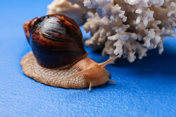 Poster - Giant Achatina snail and coral on color background, closeup