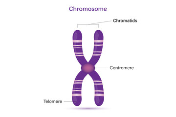 Wall Mural - Structure of chromosome vector. Infographics. Biological study.