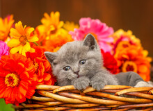 Small Gray Kitten Lying In A Basket Full Of Multi-colored Dahlias