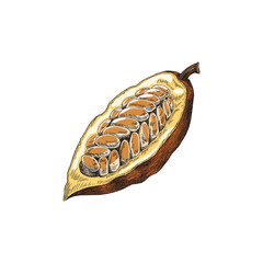Wall Mural - Half bean of chocolate cacao plant with seeds a vector sketch illustration.
