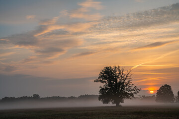 Wall Mural - age oaks on a meadow during a beautiful sunrise