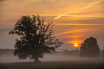 Wall Mural - Age oaks on a meadow during a beautiful sunrise