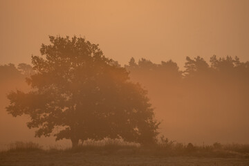 Wall Mural - young oaks standing on a meadow in a foggy morning
