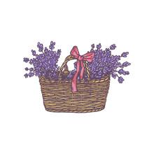 Basket With Lavender Flowers Bouquets, Hand Drawn Vector Illustration Isolated.