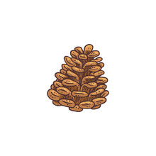 Pine Or Spruce Cone In Hand Drawn Vintage Style Vector Illustration Isolated.