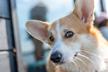 Wall Mural - mammal, Pembroke Welsh Corgi, welsh corgi pembroke,