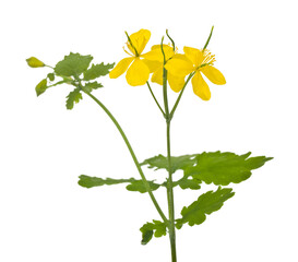 Wall Mural - Yellow flowers of celandine isolated on white background close-up.