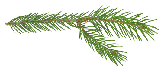  Green branch of a Christmas tree isolated on a white background.