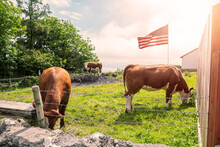 Three Brown Cows On A Farm On A Warm Sunny Day. Waving Flag Of United States Of America Against Pastel Light Blue Color Sky. Sun Flare.
