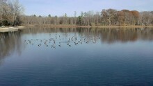 Drone Flying Over Geese Resting In Lake In The Fall