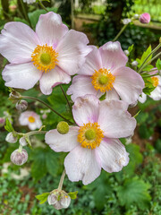 Japanese Anemone