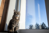 Fototapeta Koty - The cat sits on the window on a winter day and looks out the window. There are tulips on the windowsill